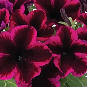 cosmic purple